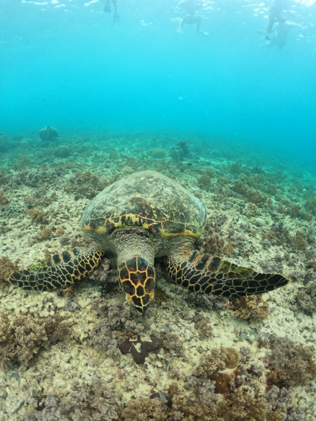 Three Islands Tour · 3h — Gili Trawangan — GiliGoTrip Snorkeling