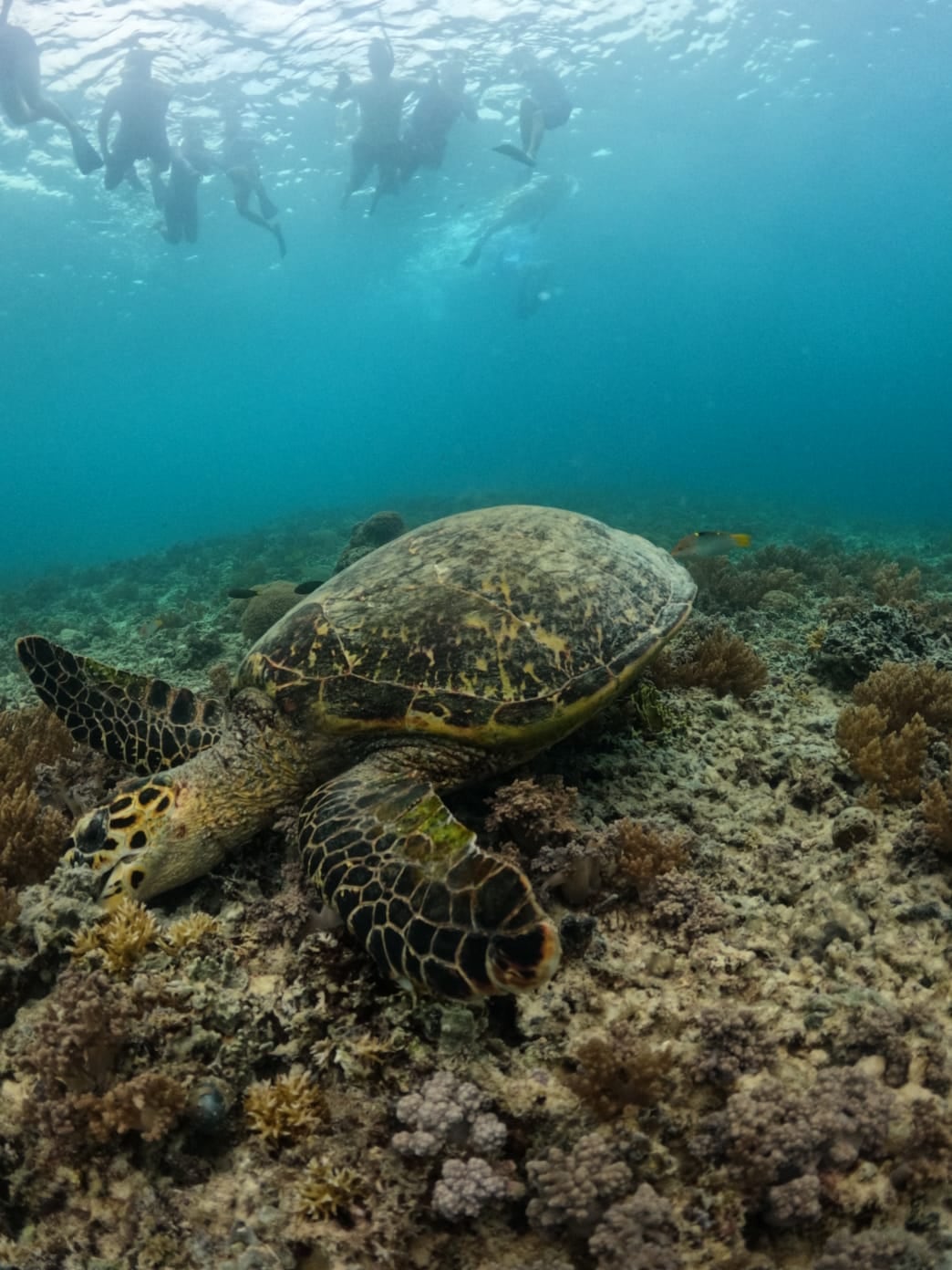 Green sea turtle gliding over coral — Turtle Point — GiliGoTrip Snorkeling