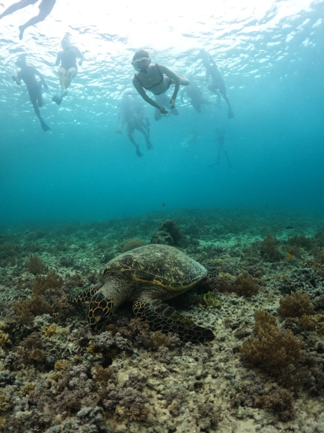 Three Islands Tour · 2h — Gili Trawangan — GiliGoTrip Snorkeling